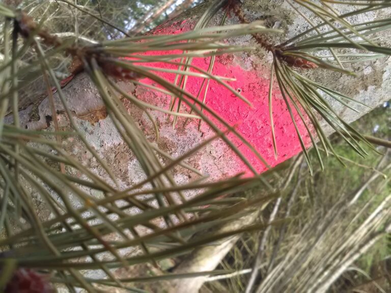 Raieks märgitud puu