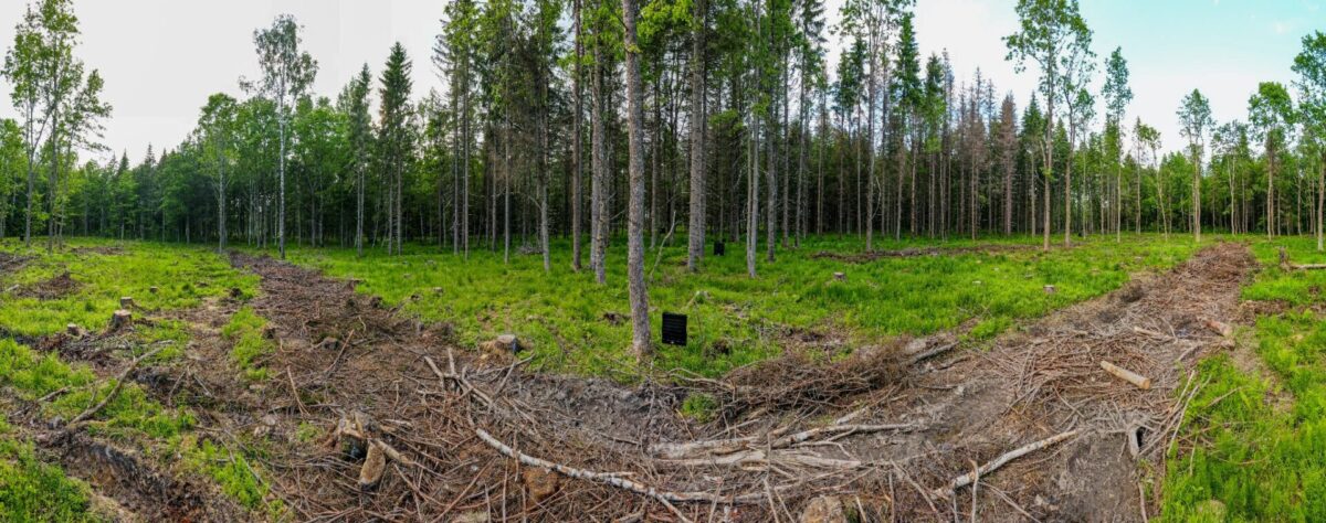 Panoraamne pilt metsast