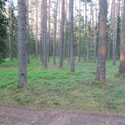 Kohalikele on Jõksi järve äärne Ritsike palo armastatud puhkemets, kus tehakse ka lasteaia- ja koolilastele loodusõppepäevi. Foto: Tiit Põder