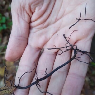 külmaseene risoom käes