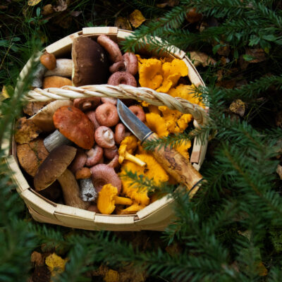 Seenekorv. Foto: Karl Adami