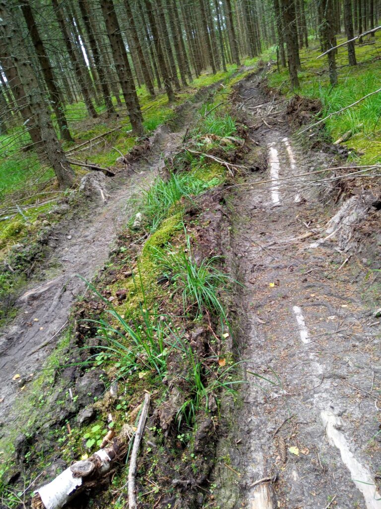 Lõhutud pinnas metsas