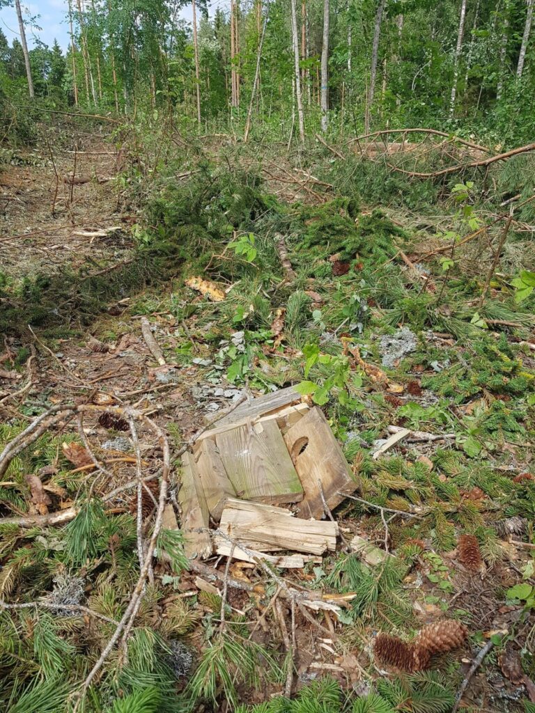 Sutlema mets, lõhutud pesakast