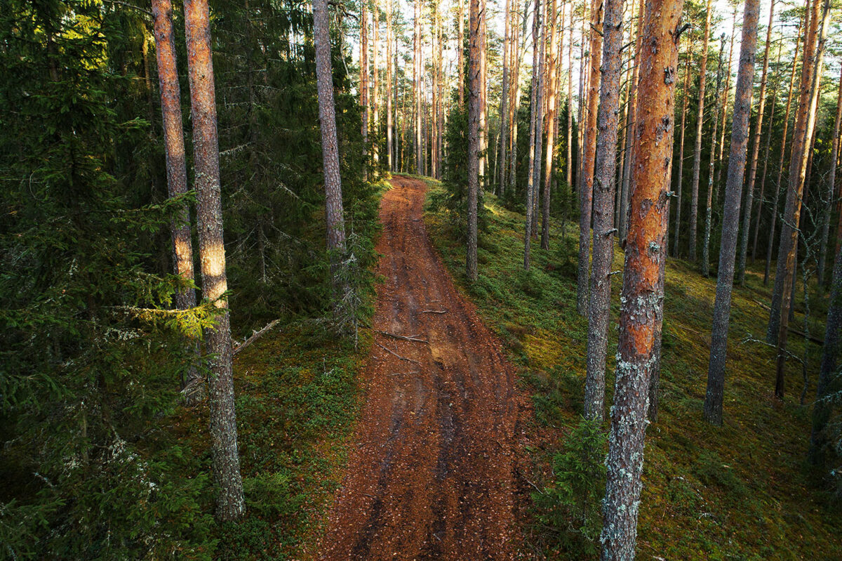 Illustreeriv foto Metsatee. Foto: Karl Adami