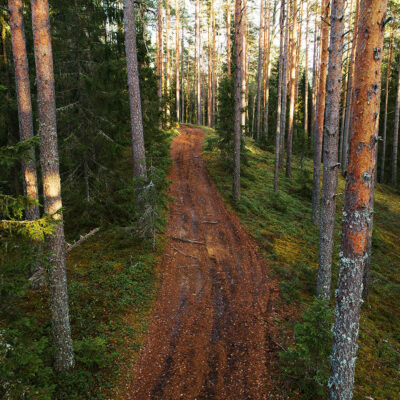 Illustreeriv foto Metsatee. Foto: Karl Adami