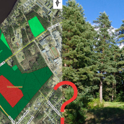 Paikuse alevi metsad