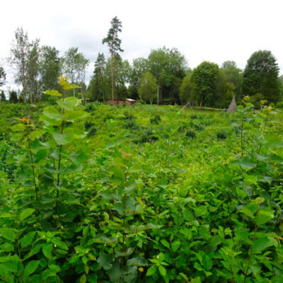 Kassinurme puhkesala