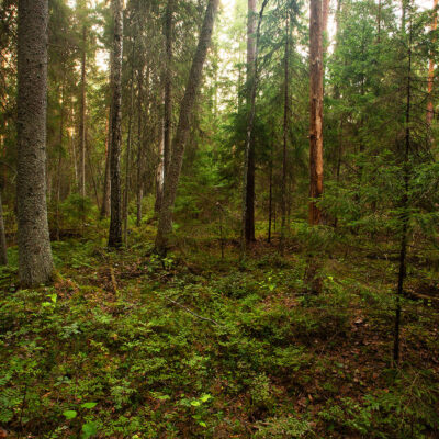 Mets Foto: Karl Adami