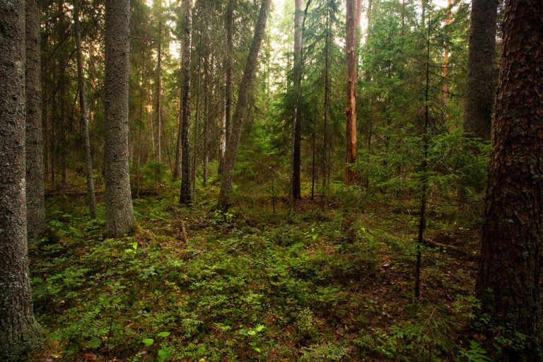 Mets Foto: Karl Adami