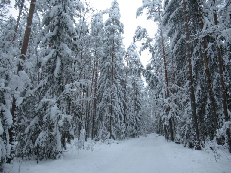Pildil mets. Foto: Tiit Põder