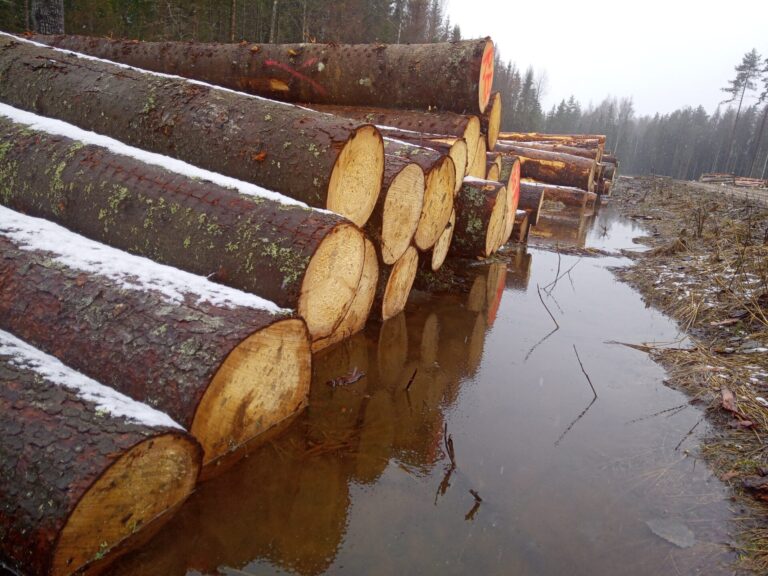 Palgivirn Pilt:Kaia Konsap