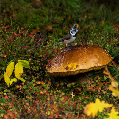 Tutt-tihane Foto: Karl Adami