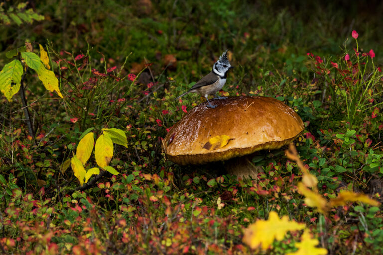 Tutt-tihane Foto: Karl Adami