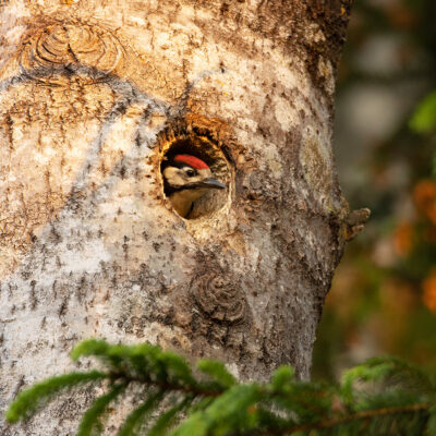 Suur kirjurähni tibu. Foto: Karl Adami