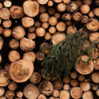 Varutud puud. Foto: Karl Adami