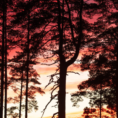 Päikeseloojang mets Foto: Karl Adami