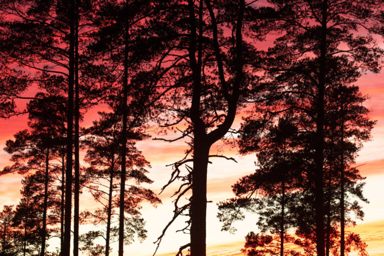 Päikeseloojang mets Foto: Karl Adami