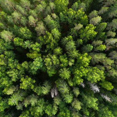 Pealkiri: Woodland 01 Foto: Karl Adami