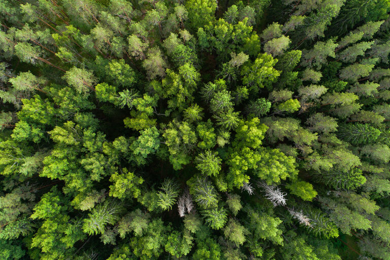 Pealkiri: Woodland 01 Foto: Karl Adami